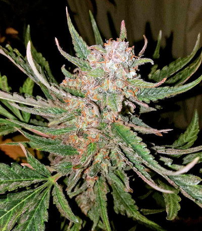 Сорт конопли Blue Critical Autoflowering