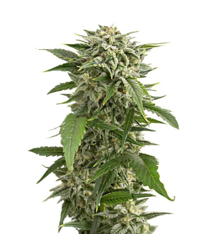 Bubba Kush Autoflowering fem (Dinafem Seeds) семена конопли