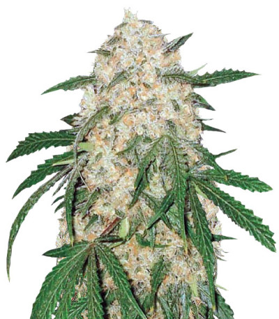 Bubblegum+ Pro fem (Victory Seeds) семена конопли