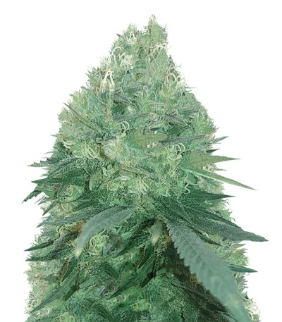 Bud Bud Bling Tingz fem (Dr. Krippling Seeds) семена конопли