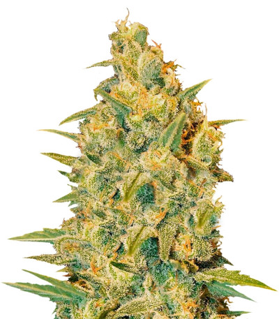 Critical Sensi Star fem (Delicious Seeds) семена конопли