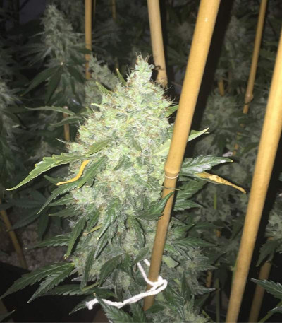 Choco Bud fem (Vision Seeds) семена конопли
