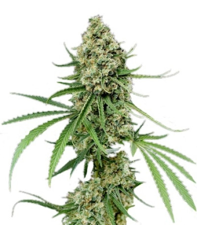 Critical + fem (Dinafem Seeds) семена конопли