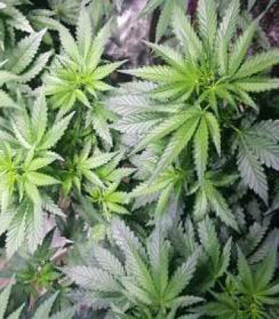 Crystal Queen fem (Vision Seeds) семена конопли