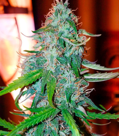 Dolly Kush fem (Dr. Krippling Seeds) семена конопли