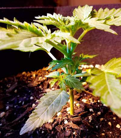 Dolly Kush fem (Dr. Krippling Seeds) семена конопли
