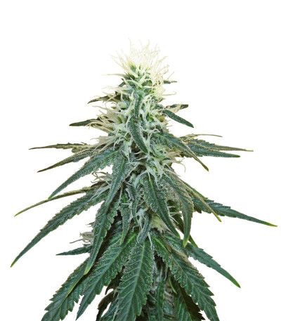 Early Skunk fem (Sensi Seeds) семена конопли
