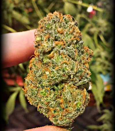 Incredible Bulk fem (Dr. Krippling Seeds) семена конопли
