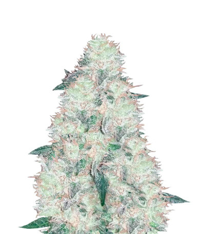 Incredible Bulk fem (Dr. Krippling Seeds) семена конопли