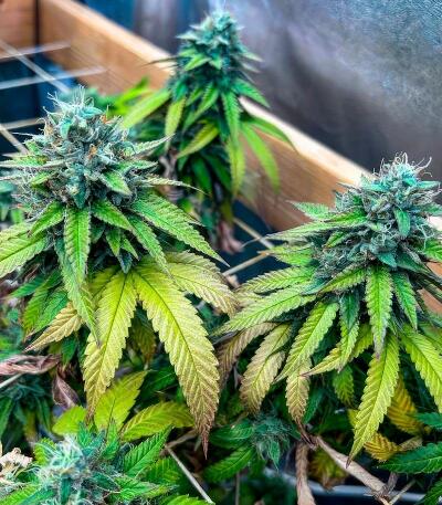 Insane OG семена конопли