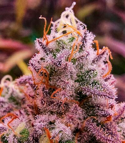 Mookie B R1 fem (Ethos Genetics) семена конопли