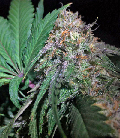 Mango Sapphire fem семена конопли