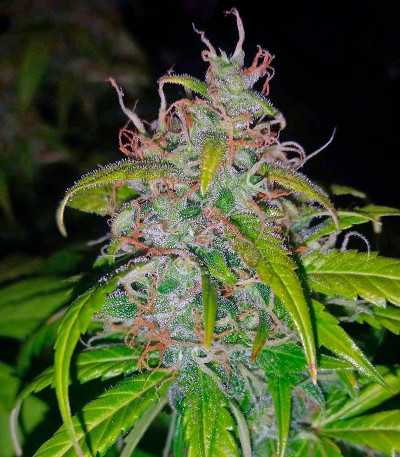 Northern Light Automatic fem (Royal Queen Seeds) семена конопли