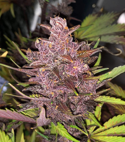 Purple Juice Auto fem (Herbies Seeds) семена конопли