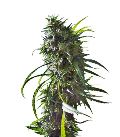 Royal Flush fem (Nirvana Seeds) семена конопли
