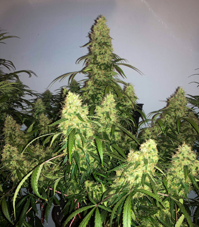 Tangie'matic auto fem семена конопли