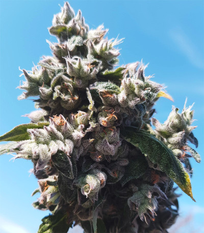 Triple G fem (Royal Queen Seeds) семена конопли