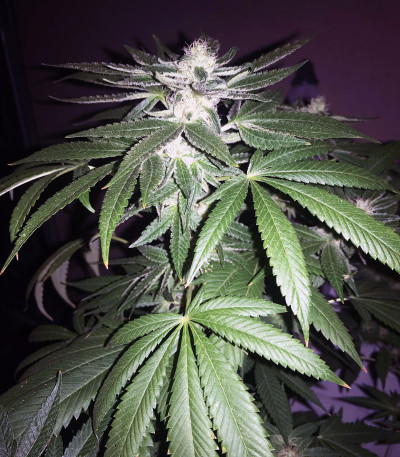 Wedding Gelato fem (RQS) семена конопли