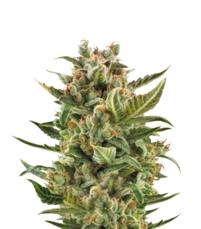 White Widow Automatic fem (Royal Queen Seeds) семена конопли