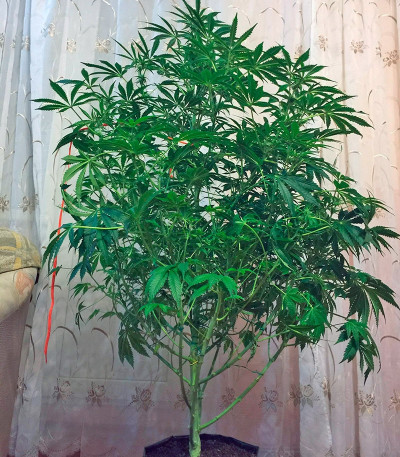 White Widow fem (Dutch Passion) семена конопли