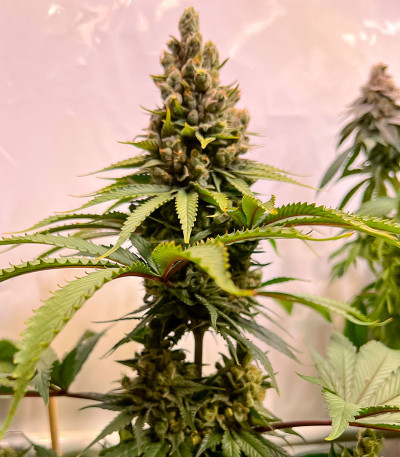 Fullgas fem (Green House Seeds) семена конопли