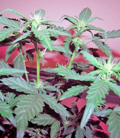 Green Poison Auto fem (Sweet Seeds) семена конопли