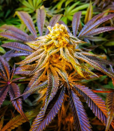 Purple Punch Auto fem (High Speed ​​Buds) семена конопли