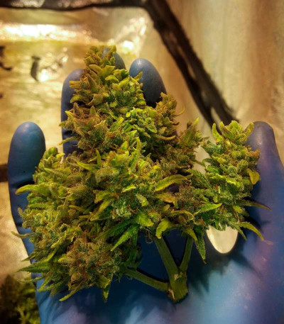 Neville Haze Ryder Auto fem (World of Seeds) семена конопли