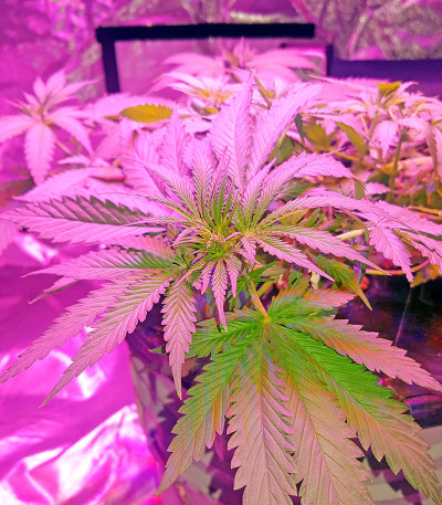 Afghan Kush X Black Domina fem (World of Seeds) семена конопли