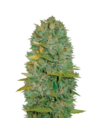 Auto Biggest Bud fem (Victory Seeds) семена конопли