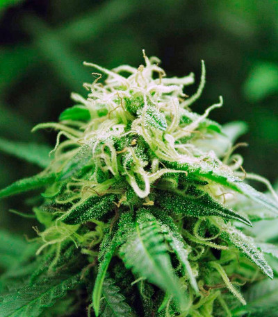 Automaria II fem (Paradise Seeds) семена конопли
