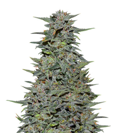 Boy Scout Cookies (Kalashnikov Seeds) семена конопли