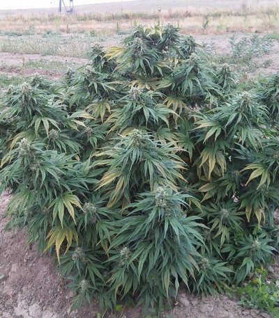 Cannatonic reg (Resin Seeds) семена конопли