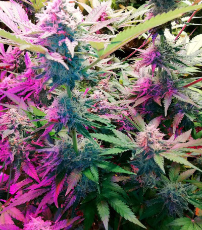 Cookies Haze fem (Kannabia) семена конопли