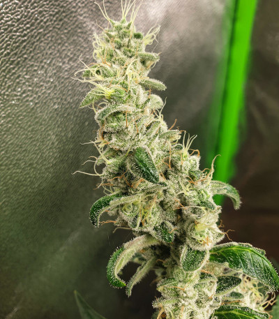 Cookies USA fem (Pyramid Seeds) семена конопли