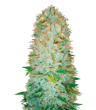 Critical fem (Victory Seeds) семена конопли