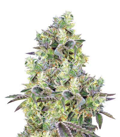 Do Sweet Dos fem (Sweet Seeds) семена конопли