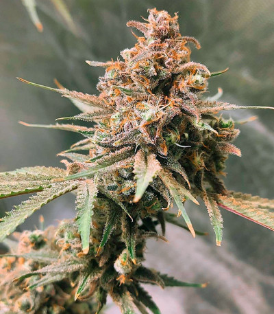 Franco's Lemon Cheese fem (Green House Seeds) семена конопли