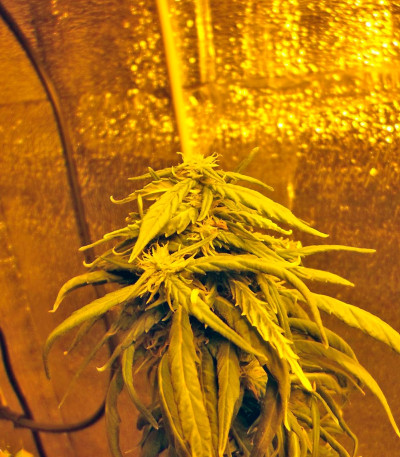 Hawaiian Snow fem (Green House Seeds) семена конопли