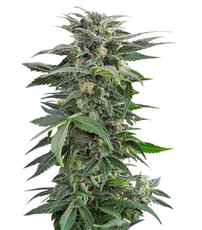 Haze XXL Autoflowering fem семена конопли