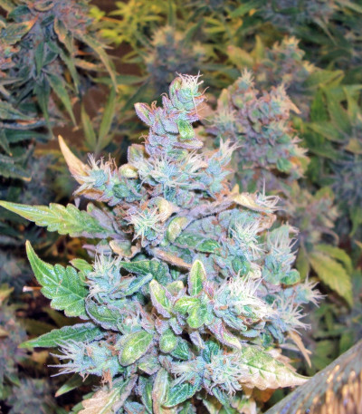 Jack 47 Auto fem (Sweet Seeds) семена конопли