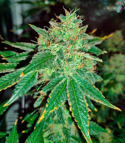 Keepers OG Autoflower fem (Seedkeepers) семена конопли