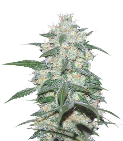 Pakistan Valley fem (World of Seeds) семена конопли