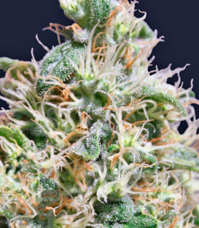 Peppermint Kush fem семена конопли