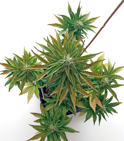 Roadrunner Autoflowering fem семена конопли