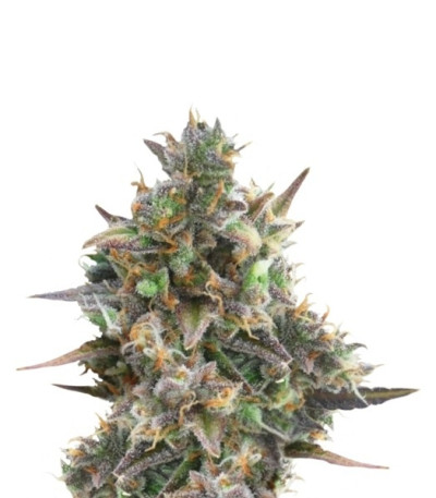 Royal Bluematic Auto fem (Royal Queen Seeds) семена конопли