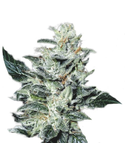 Sensi Star fem (Paradise Seeds) семена конопли