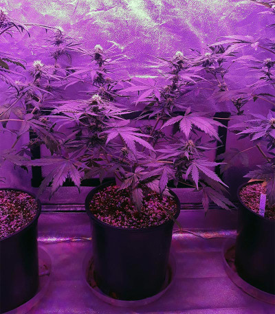 Six Shooter Auto fem (FastBuds) семена конопли