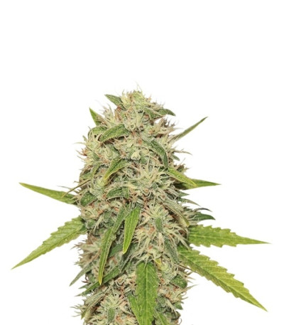 Skunk XL fem (Royal Queen Seeds) семена конопли