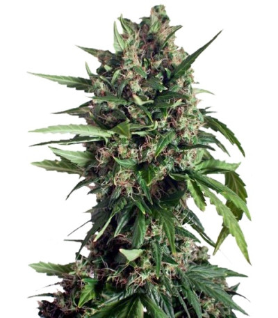 Taiga #2 fem семена конопли